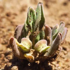 dwarf skullcap thumbnail 4
