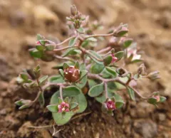 stoutstem threadplant thumbnail 2
