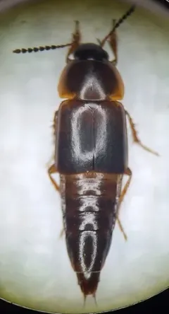 Tachinus semirufus thumbnail 2