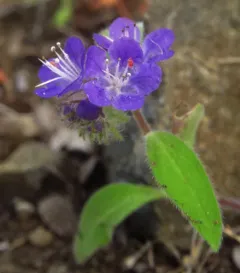Low Phacelia thumbnail 3