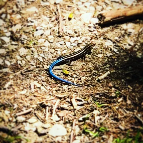 Common Five-lined Skink