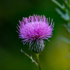 swamp thistle thumbnail 2