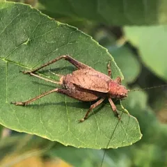 Restless Bush Cricket thumbnail 2