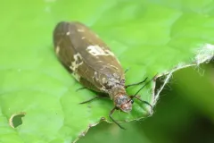 Banded Dark Fishfly thumbnail 3