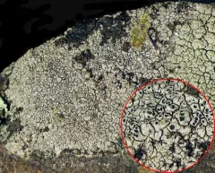 Smooth Sunken Disc Lichen thumbnail 4
