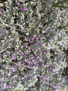 Cushion Milkvetch thumbnail 3