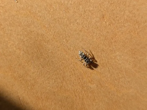 Zebra Jumping Spider