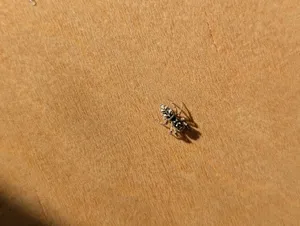 Zebra Jumping Spider thumbnail 1