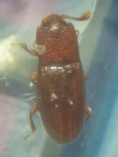 Cerylon unicolor thumbnail 4