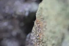 Sandwort Microcalicium Lichen thumbnail 2