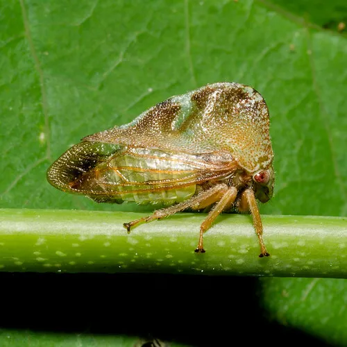 Camel Treehopper