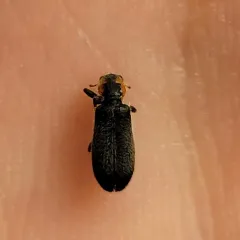 Black and Red Checkered Beetle thumbnail 4