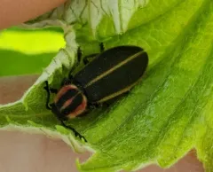 Pilose Checkered Beetle thumbnail 2