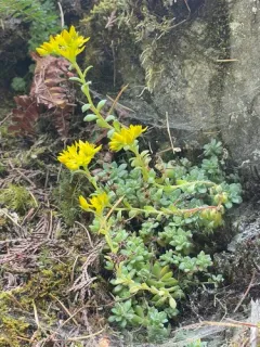 Borsch Stonecrop thumbnail 4