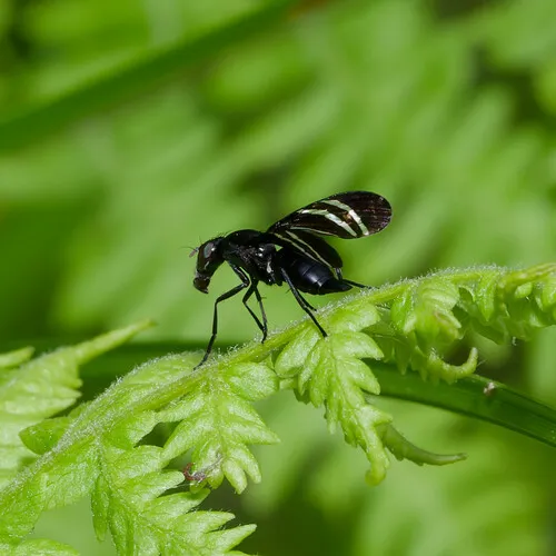 Black Onion Fly