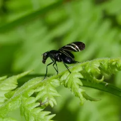 Black Onion Fly thumbnail 1