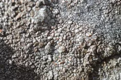 Immersaria athroocarpa thumbnail 3