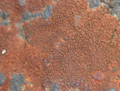 Sinoper Lichen thumbnail 3