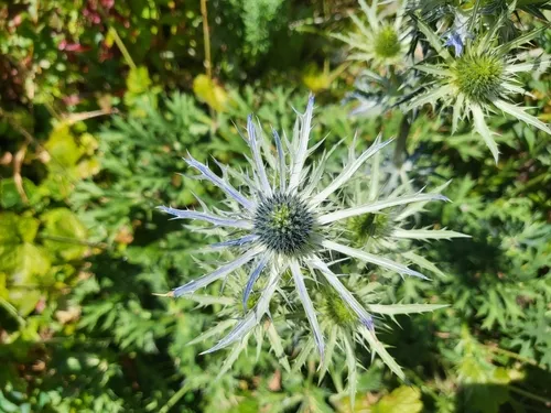 Italian Eryngo