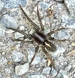 Raptor Wolf Spider thumbnail 4