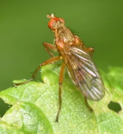 Scathophaga spurca thumbnail 4