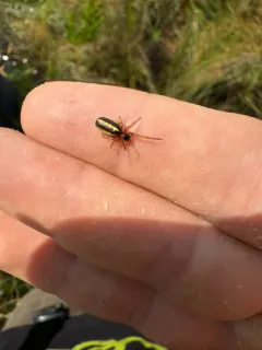Eugen's Orbweaver thumbnail 4