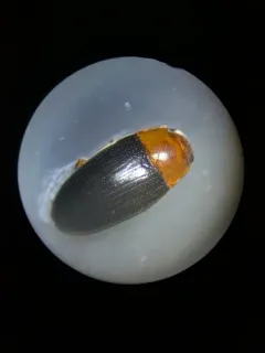 Triplax californica thumbnail 3