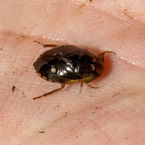Pelocoris femoratus