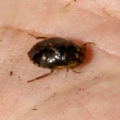 Pelocoris femoratus thumbnail 1