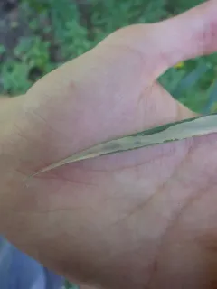 Cerodontha incisa thumbnail 4