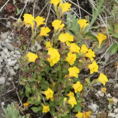 Yellowstone Monkeyflower thumbnail 4