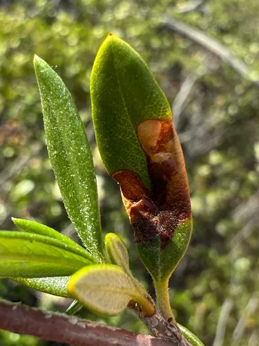Coptodisca cercocarpella