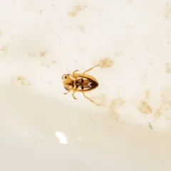 Neoplea striola thumbnail 2