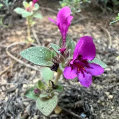 Cascade Monkeyflower thumbnail 4