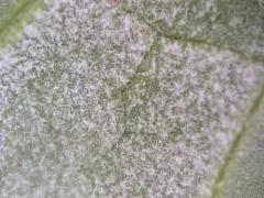 Plasmopara geranii thumbnail 2
