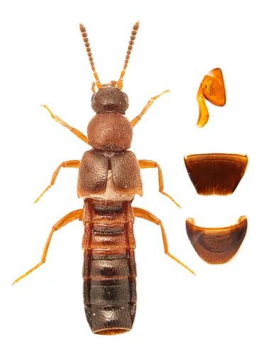 Gnypeta brevicornis