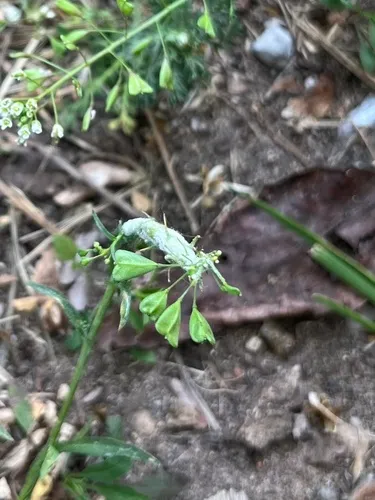 Hyaloperonospora parasitica