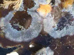 lacy crust bryozoan thumbnail 3