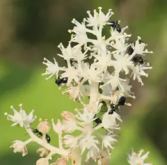 Taschenberg's Odorous Ant thumbnail 4