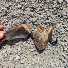 Northern Hoary Bat thumbnail 4