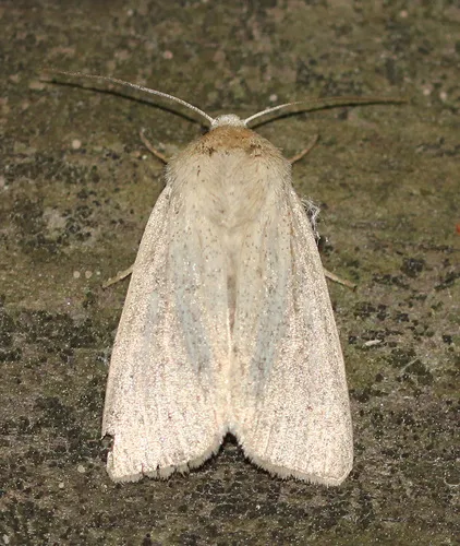 Unarmed Wainscot