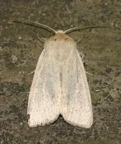 Unarmed Wainscot thumbnail 1
