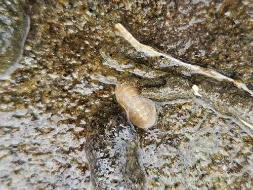 Leptochiton cascadiensis