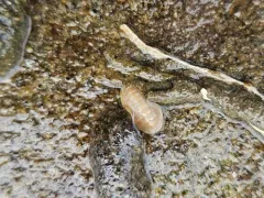 Leptochiton cascadiensis thumbnail 1