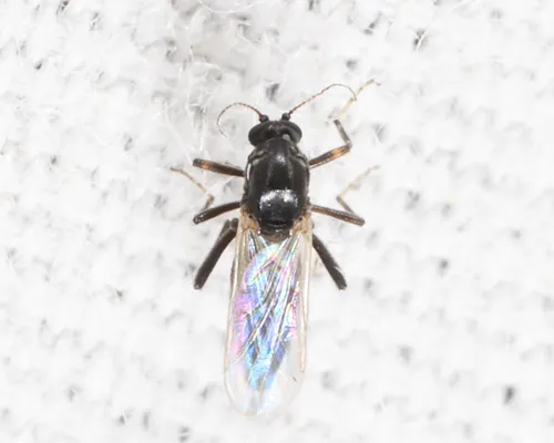 Bezzia bivittata