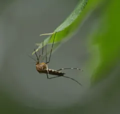 Woodland Pool Mosquito thumbnail 4