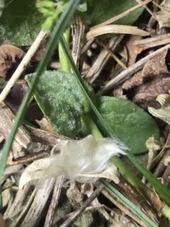 Podosphaera fuliginea thumbnail 3