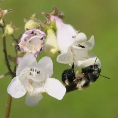 Bufflehead Mason Bee thumbnail 3