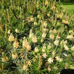 mountain pine thumbnail 4