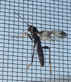 Ibalia anceps thumbnail 4